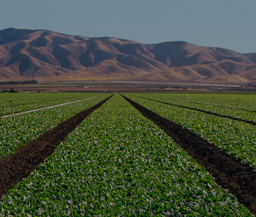 A landscape image of crop rows with mountains in the background